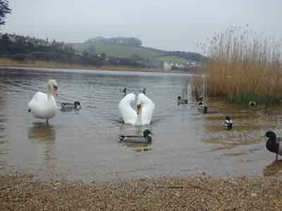 The Slapton Ley duckery